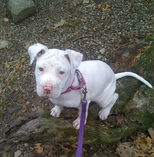 Bee needs a home
